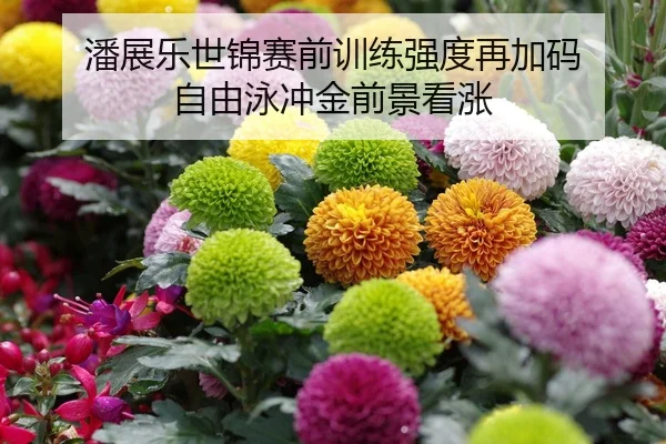 潘展乐世锦赛前训练强度再加码 自由泳冲金前景看涨